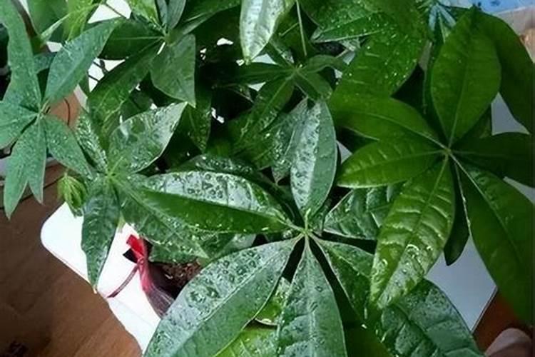 发财树怎么养护用什么肥生根 发财树如何养护用什么肥生根