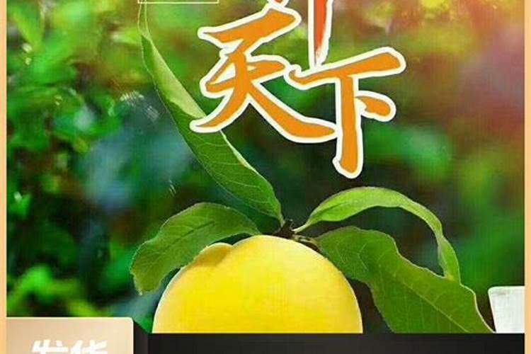 黄桃施肥最佳时间施什么肥料好