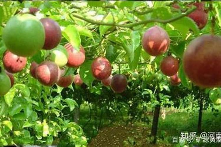 果树结果期施什么肥