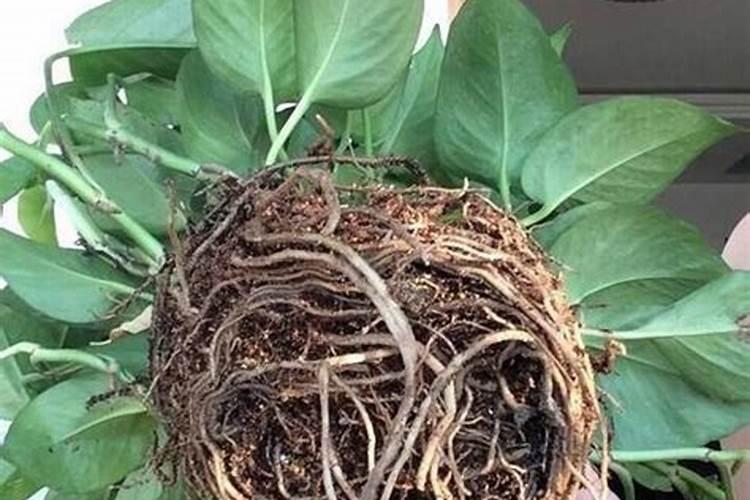 绿萝能喂碳酸氢氨吗？