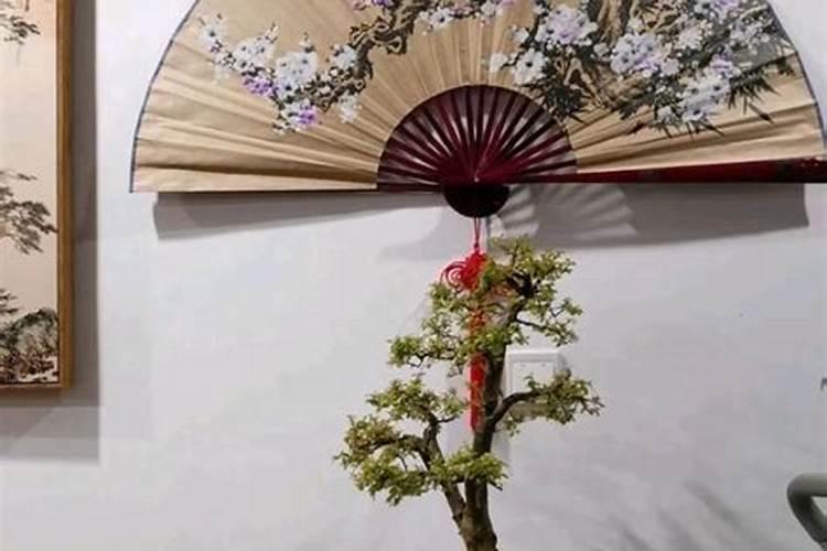 三色千年木怎么养护才能养好