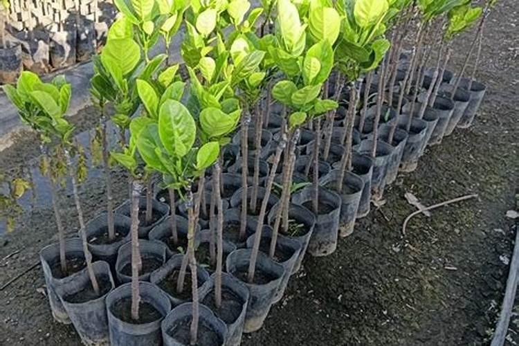 怎么才能种菠萝蜜