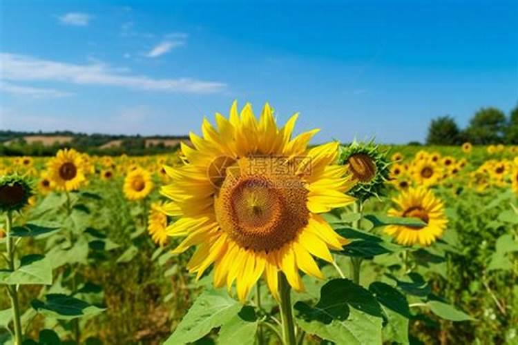 向日葵需要什么肥料