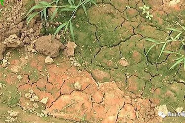 使用哪种氮肥引起土壤板结