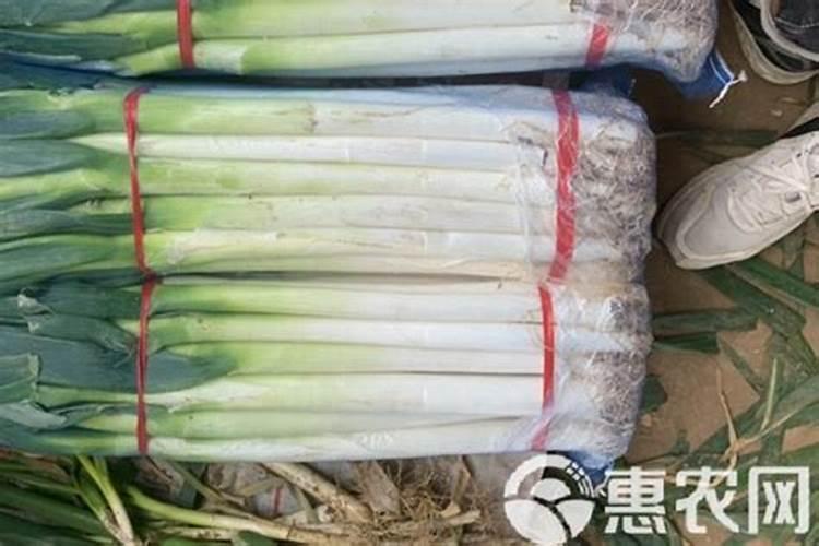 立秋后大葱追什么肥好