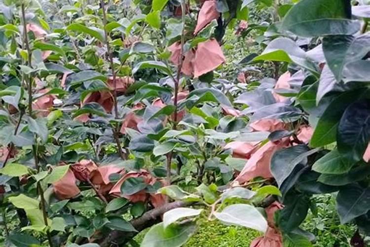 黄皮果栽培方法