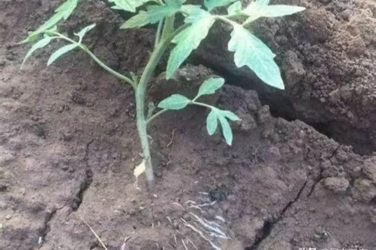 发酵的洗米水浇花会长虫吗 淘米水如何浇花不生虫