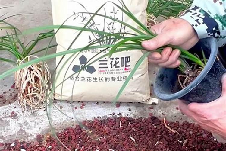 给兰草浇水施肥怎么才正确