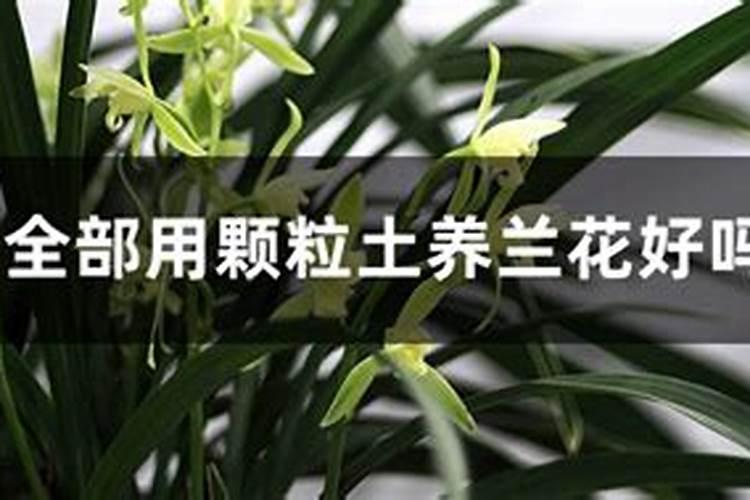 兰花怎么施肥施什么肥