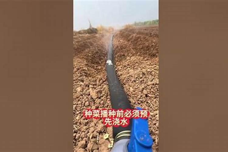 水溶肥给花怎样使用