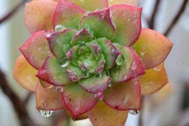 多肉浇叶面肥可以吗？