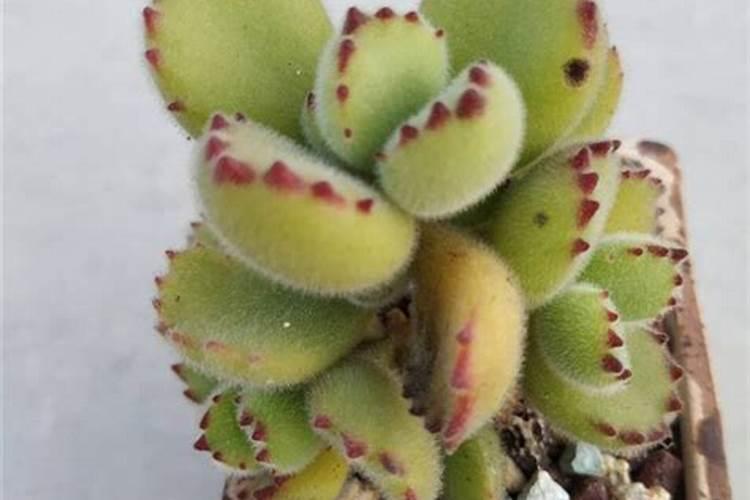 多肉施肥用什么肥料,如何给多肉施肥