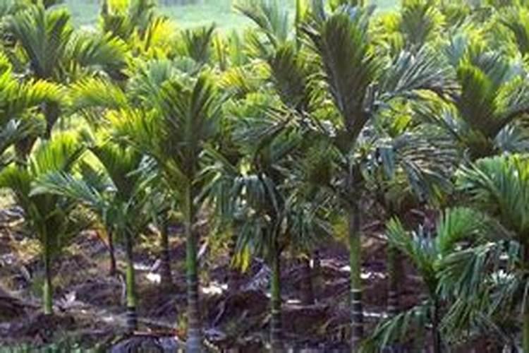 槟榔施什么肥保果 一年内结果开花多少次