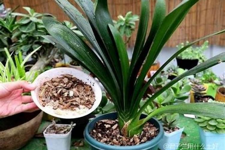 君子兰花谢后需要施什么肥