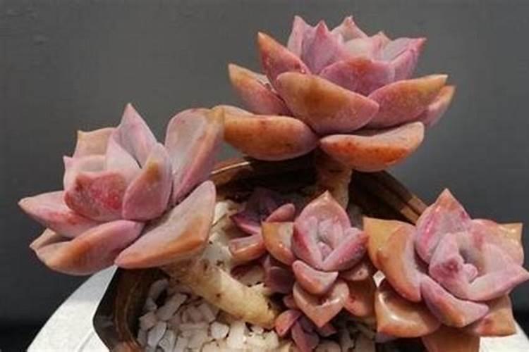 魔芋出苗后施什么肥