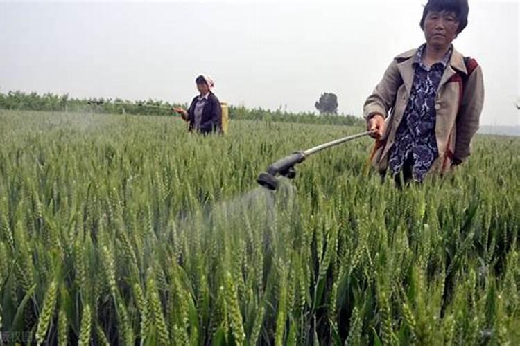 玉米后期打什么叶面肥能增加产量？