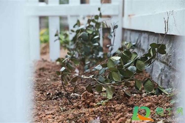 种花诀窍,种植花卉的方法和步骤