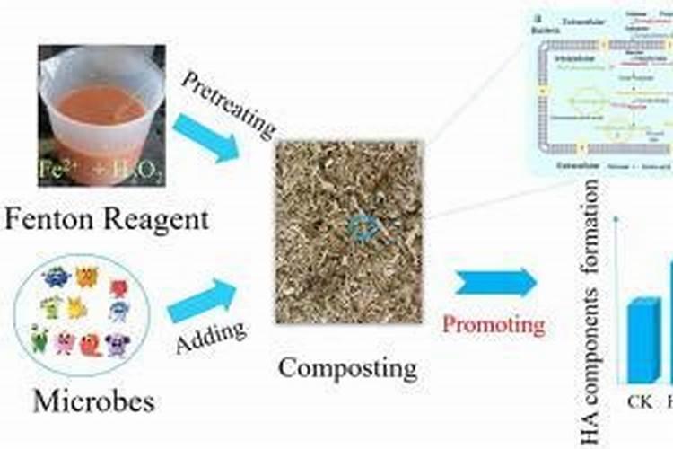 毛竹施什么肥长得粗