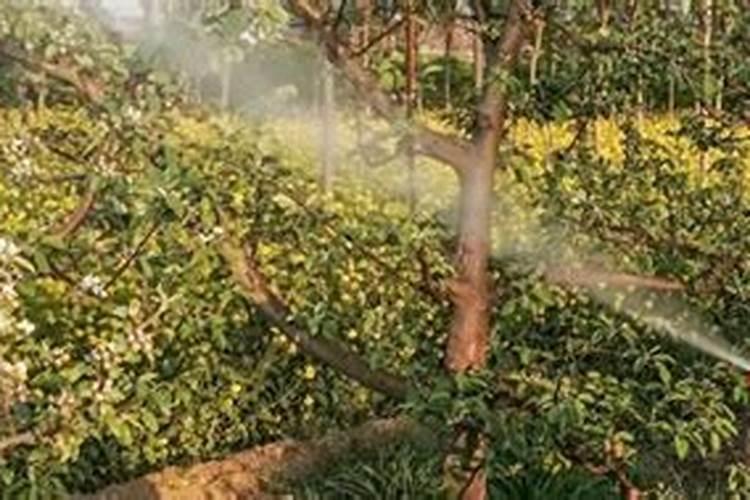 枯树叶怎样发酵成肥料？