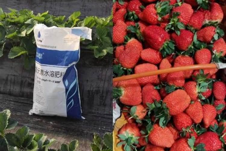 国内排名前十名的水溶肥