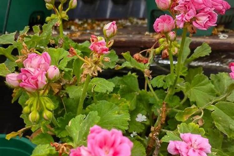 天竺葵用什么肥料最好