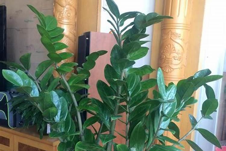 金钱树怎么养活