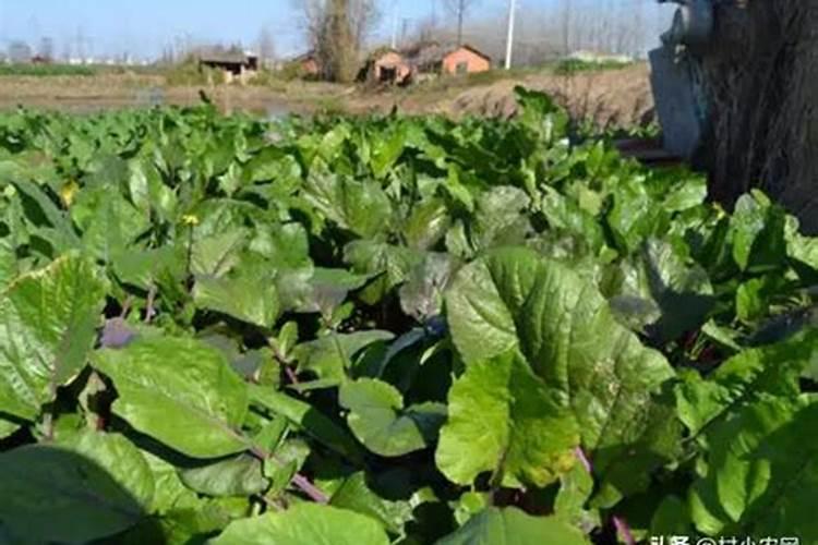 青菜施肥用复合还是尿素