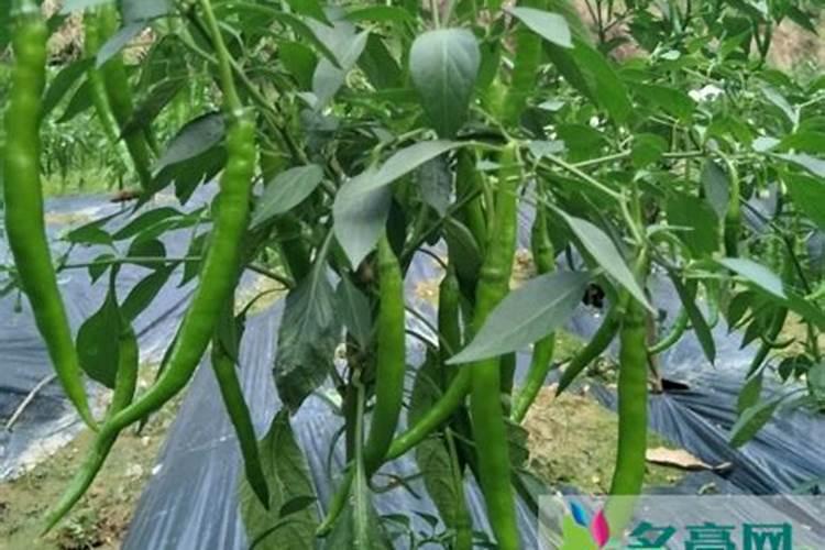 辣椒苗发黄不长怎么办