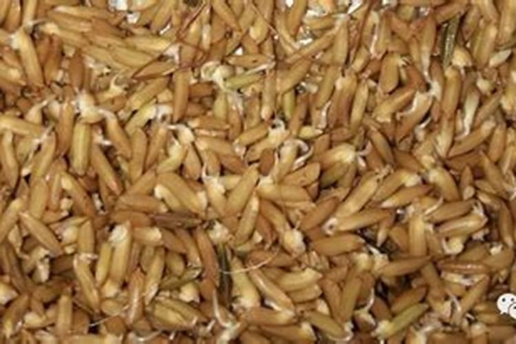 水稻什么时候用芸苔素好 使用方法及技巧