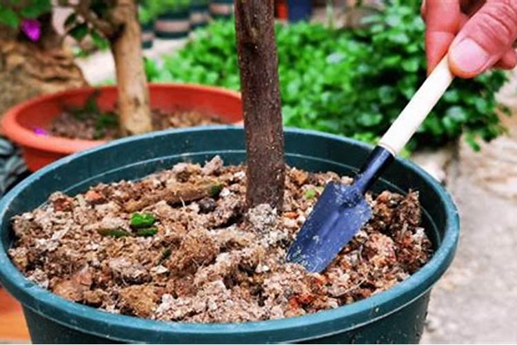 芝麻酱渣大白菜做底肥可以用吗？