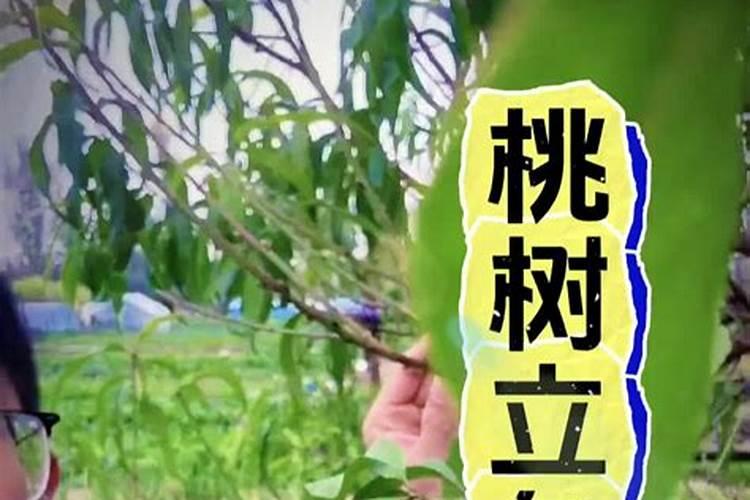 果树化学防霜冻方法 果树化学防霜冻方法是什么