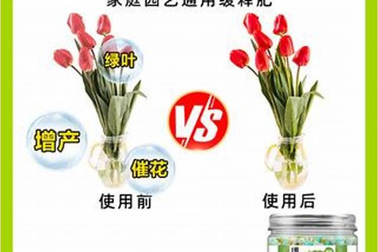 如何用磷钾肥养护花卉