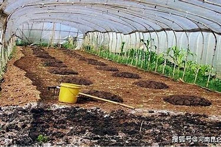 矿源黄腐酸钾可以叶面喷施吗