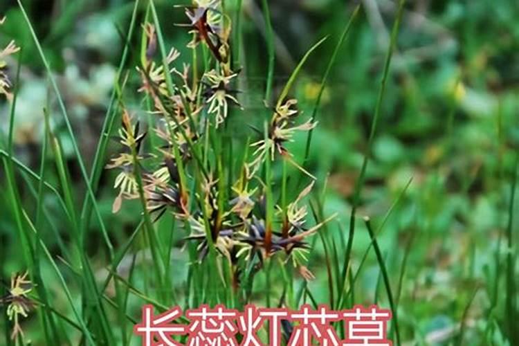 灯芯草最喜欢什么样的生长环境？