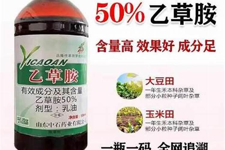 洋桔梗切花种植技术