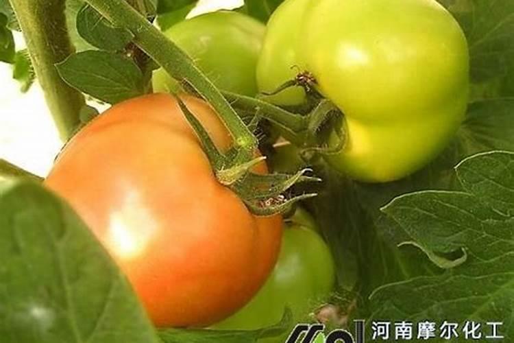 番茄坐果后怎样施肥？西红柿叶面肥喷施注意什么？