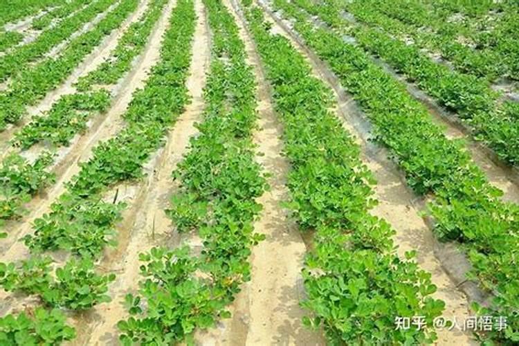 花生开花期要施什么肥