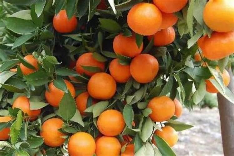 柑橘幼树不抽梢