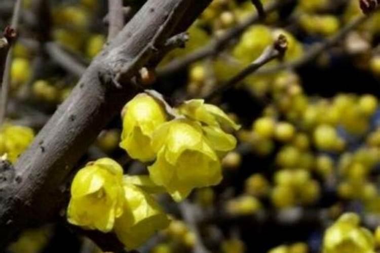 腊梅施肥有技巧