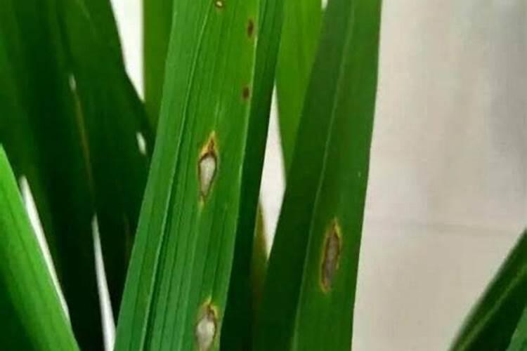 水稻什么时候喷施叶面肥最佳