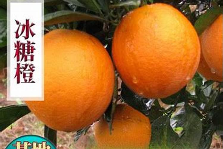 橙子树施什么肥比较好 施肥技术有哪些