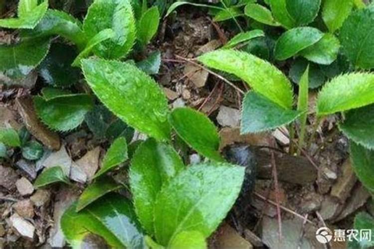 氯氟吡氧乙酸异辛酯对苍术苗有危害吗