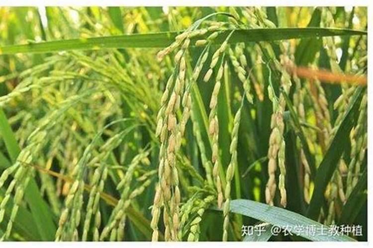 水稻钾肥什么时候施