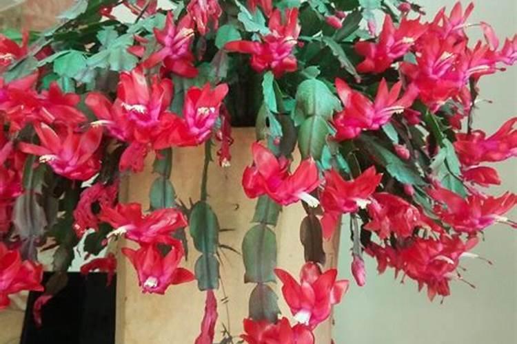 兰花叶面肥有哪些