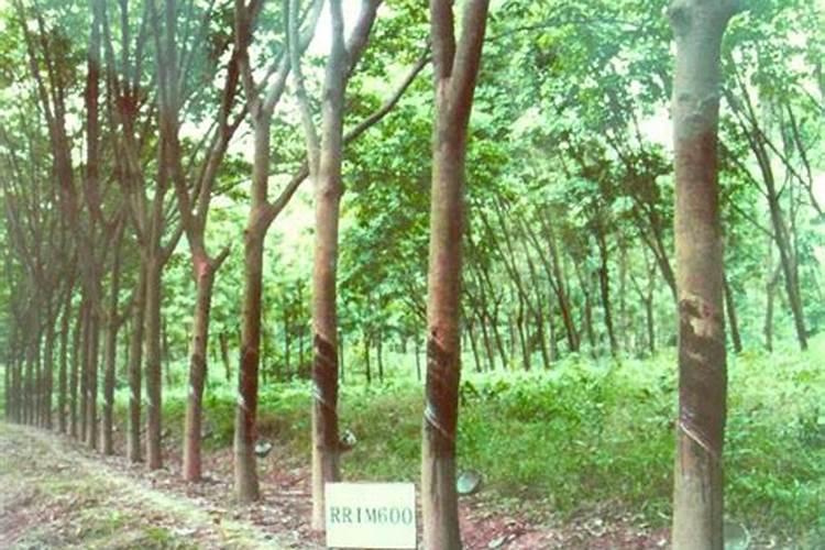 兰花叶面肥有哪些