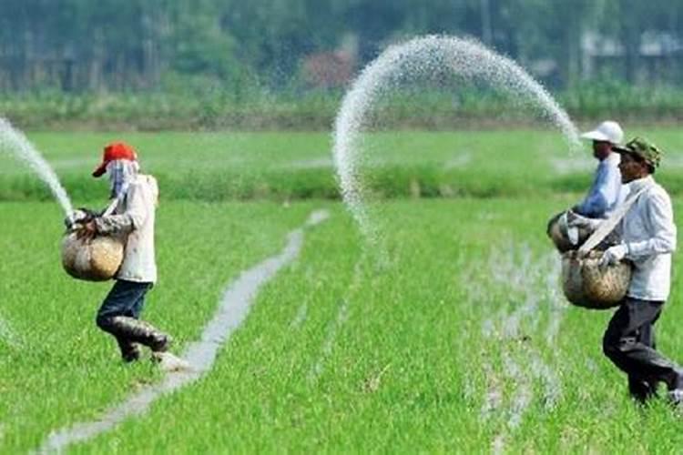 罗汉松生长慢,基本是营养不足,掌握施肥枝叶挺拔,越长越好看!