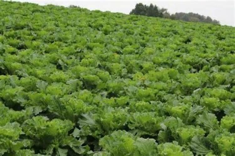 儿菜有苦味算正常现象不