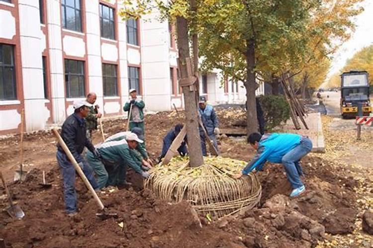 刚刚移栽的树可以施肥吗 刚移栽的树什么时候可以施肥