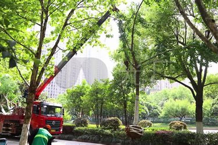 刚移栽的八角幼苗用什么肥料好？