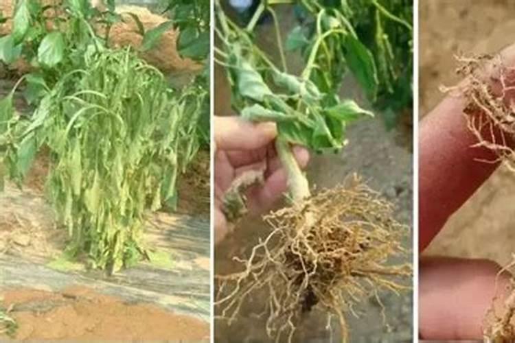 钾肥对植物的作用 钾肥促进哪部分生长